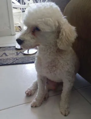Cachorro raça Poodle idade 5 anos nome Jony