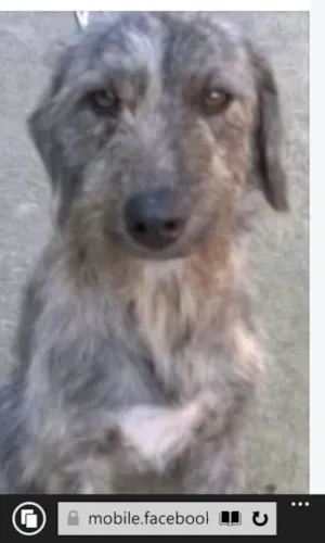 Cachorro raça indefinida idade 1 ano nome Laika 