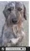 Cachorro raça indefinida idade 1 ano nome Laika 