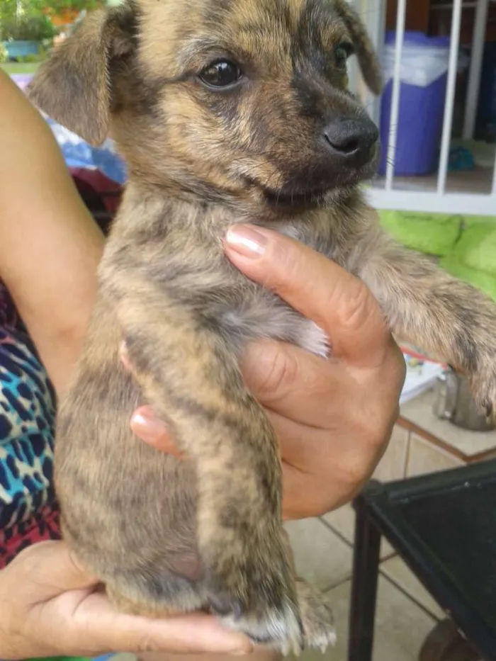 Cachorro raça sem raça idade Abaixo de 2 meses nome sem nome