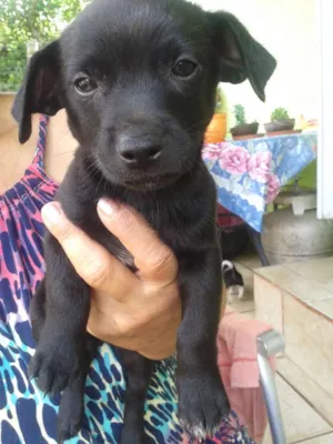 Cachorro raça sem raça idade Abaixo de 2 meses nome sem nome