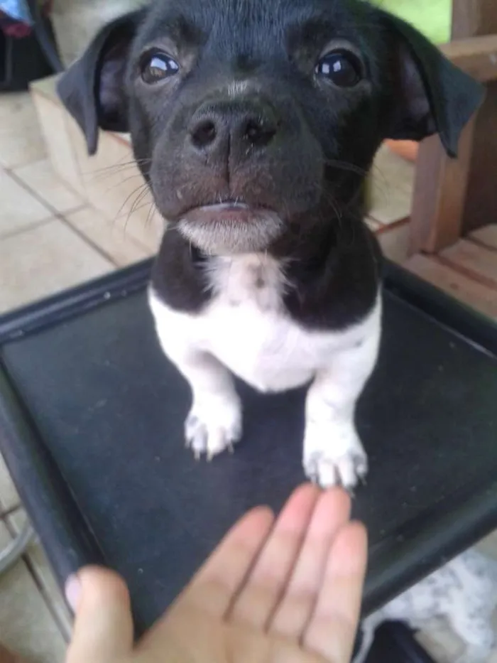 Cachorro raça sem raça idade Abaixo de 2 meses nome sem nome
