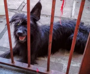 Cachorro raça Sem raça definida  idade 3 anos nome Belinha 