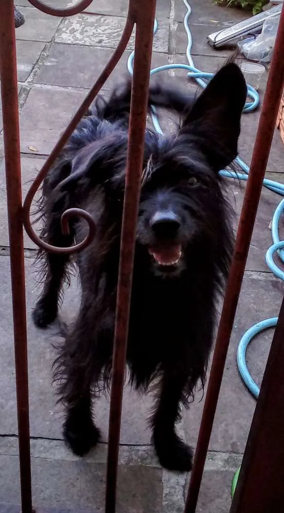 Cachorro raça Sem raça definida  idade 3 anos nome Belinha 