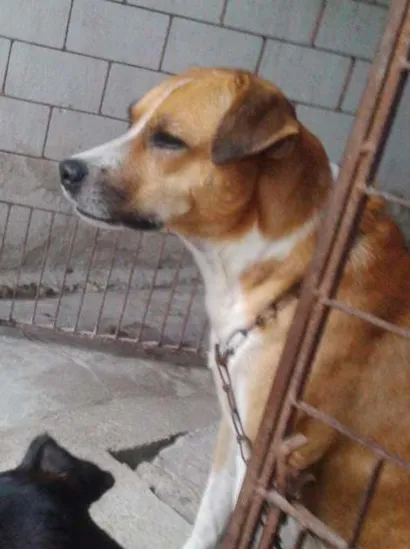 Cachorro raça vira-lata idade 3 anos nome FRED