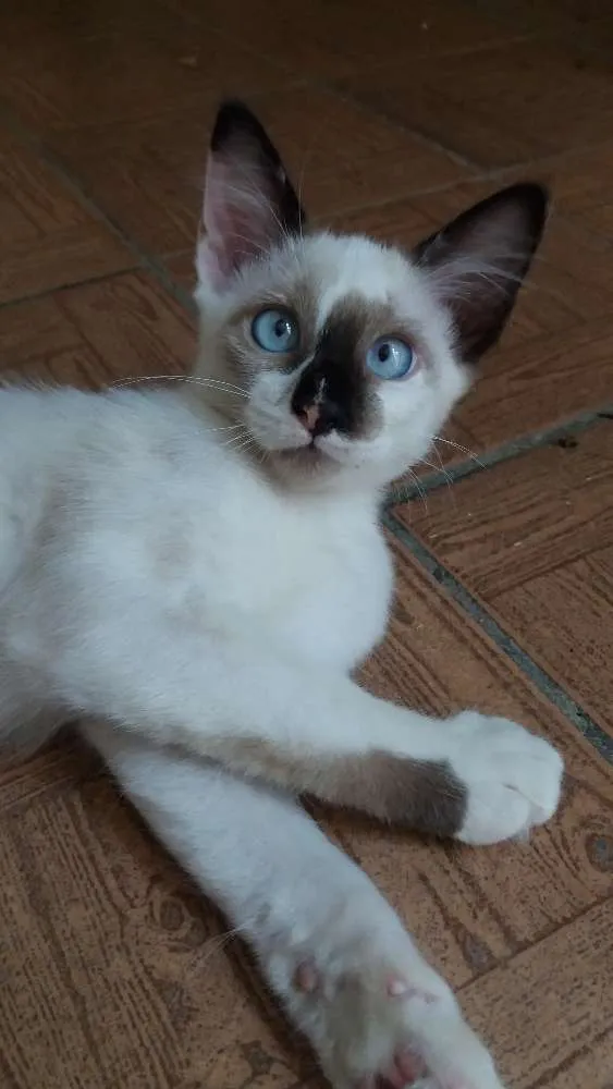 Gato ra a srd idade 2 a 6 meses nome Nissy