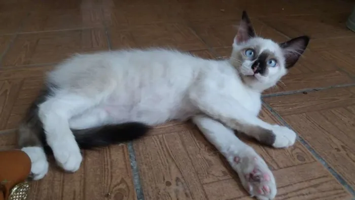 Gato ra a srd idade 2 a 6 meses nome Nissy