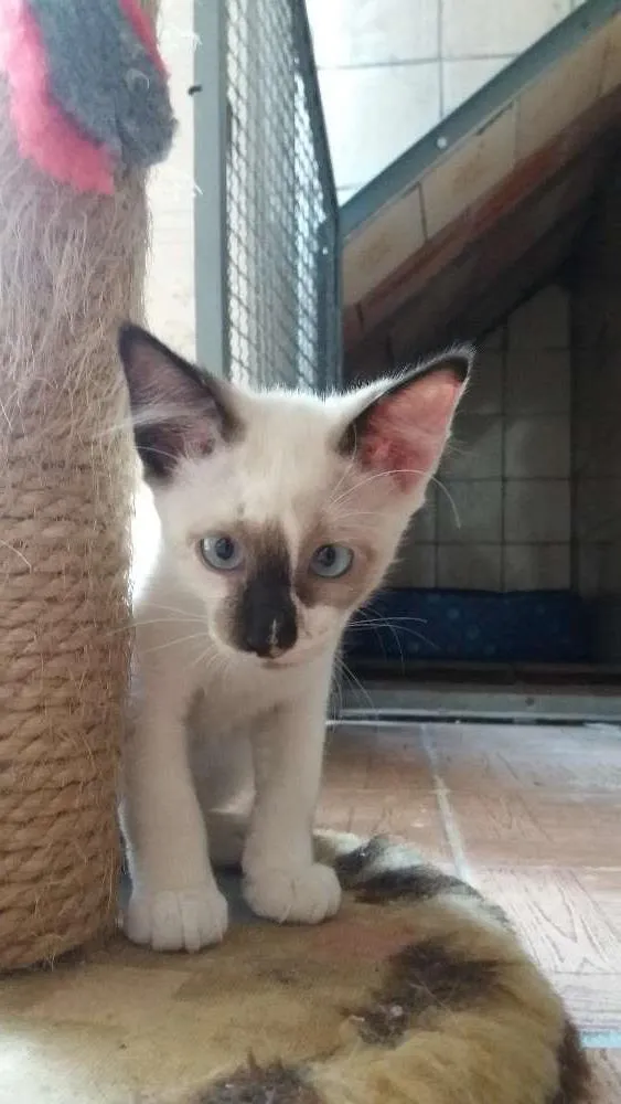 Gato ra a srd idade 2 a 6 meses nome Nissy