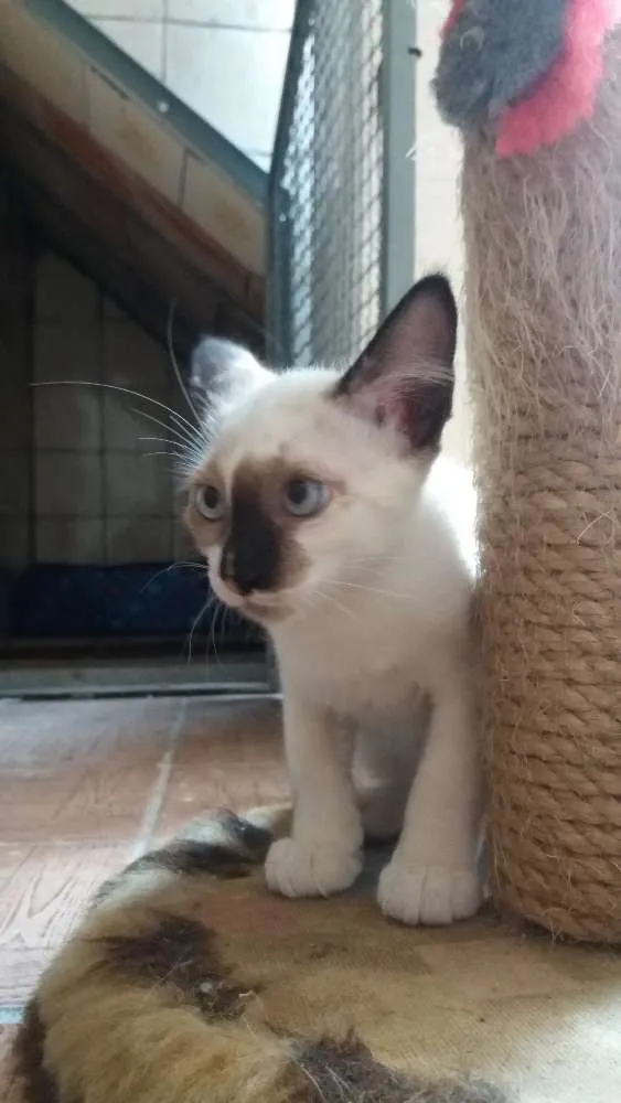 Gato ra a srd idade 2 a 6 meses nome Nissy