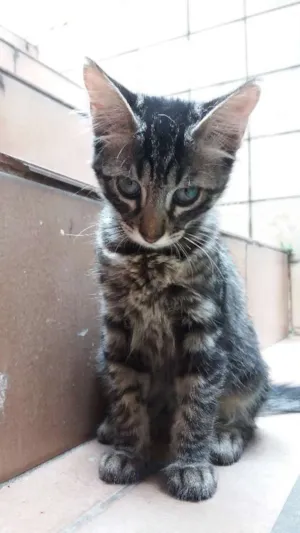 Gato raça srd idade 2 a 6 meses nome Rose