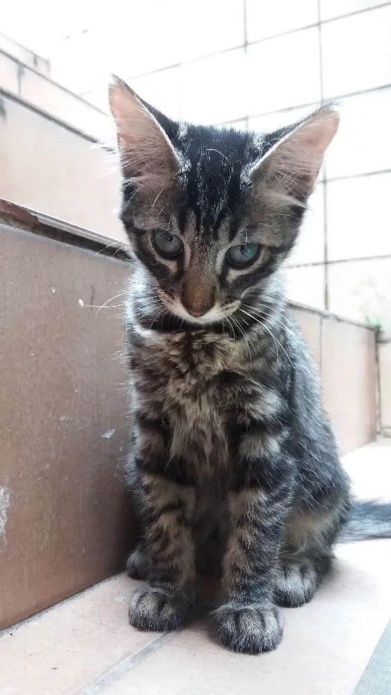 Gato ra a srd idade 2 a 6 meses nome Rose