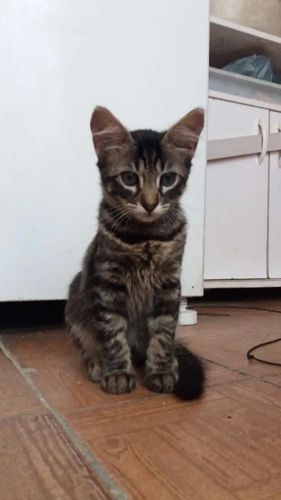 Gato ra a srd idade 2 a 6 meses nome Rose