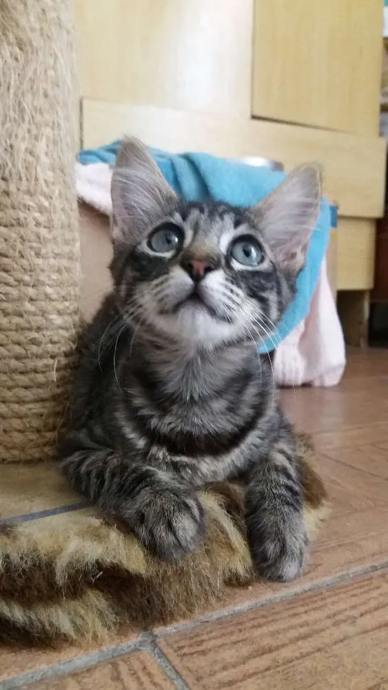 Gato ra a srd idade 2 a 6 meses nome Rose