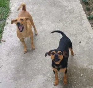 Cachorro raça srd idade  nome Meg