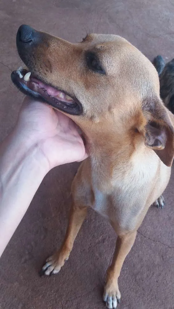 Cachorro ra a Vira lata idade 5 anos nome Laila