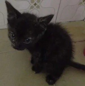 Gato raça SRD idade Abaixo de 2 meses nome Lala