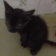 Lala