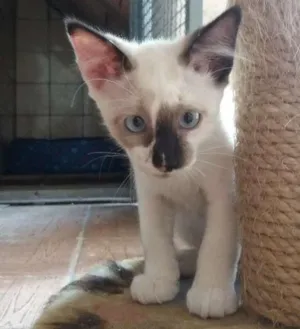 Gato raça srd idade 2 a 6 meses nome Nissy