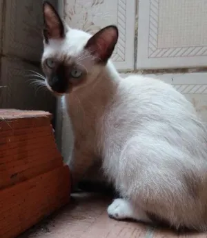 Gato raça srd idade 2 a 6 meses nome Liz