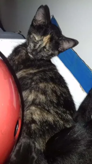 Gato raça  idade 2 a 6 meses nome Sem nome