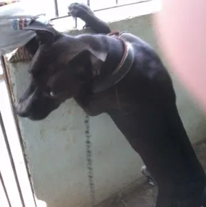 Cachorro raça Pit Bull + SRD idade 6 ou mais anos nome Spayck