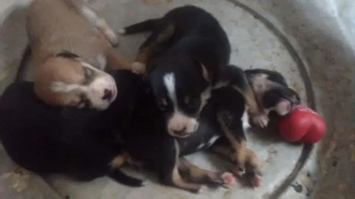 Cachorro ra a Viralata idade Abaixo de 2 meses nome Não possui nome.