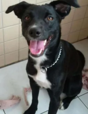 Cachorro raça Sem raça definida idade 1 ano nome Valentina