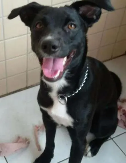 Cachorro ra a Sem raça definida idade 1 ano nome Valentina