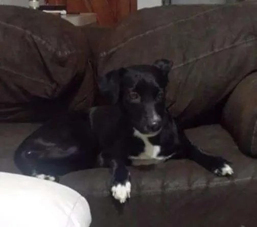 Cachorro ra a Sem raça definida idade 1 ano nome Valentina