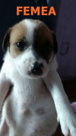 Cachorro raça SRD idade Abaixo de 2 meses nome FLORZINHA