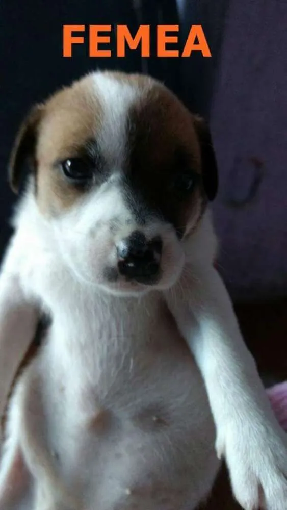 Cachorro ra a SRD idade Abaixo de 2 meses nome FLORZINHA