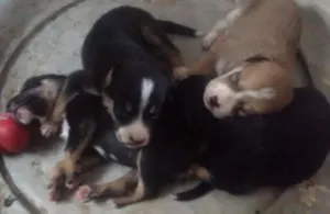 Cachorro raça Viralata idade Abaixo de 2 meses nome Não possui nome.