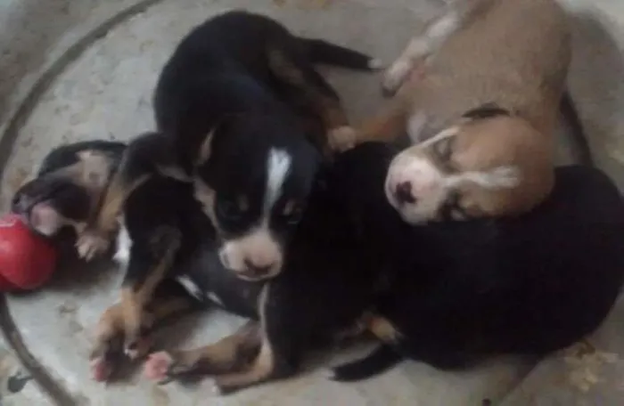 Cachorro ra a Viralata idade Abaixo de 2 meses nome Não possui nome.