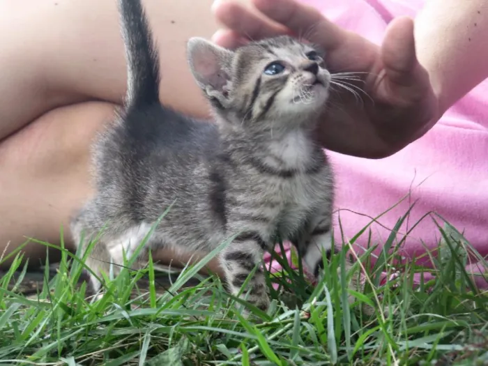 Gato ra a sem raçã especifica idade Abaixo de 2 meses nome nenhum