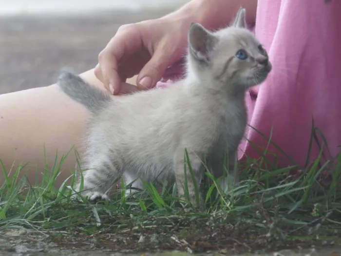Gato ra a sem raçã especifica idade Abaixo de 2 meses nome nenhum