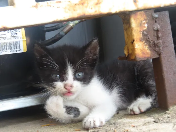 Gato ra a sem raçã especifica idade Abaixo de 2 meses nome nenhum