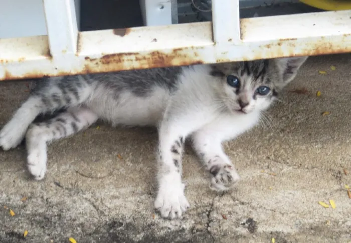 Gato ra a sem raçã especifica idade Abaixo de 2 meses nome nenhum