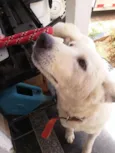 Kira