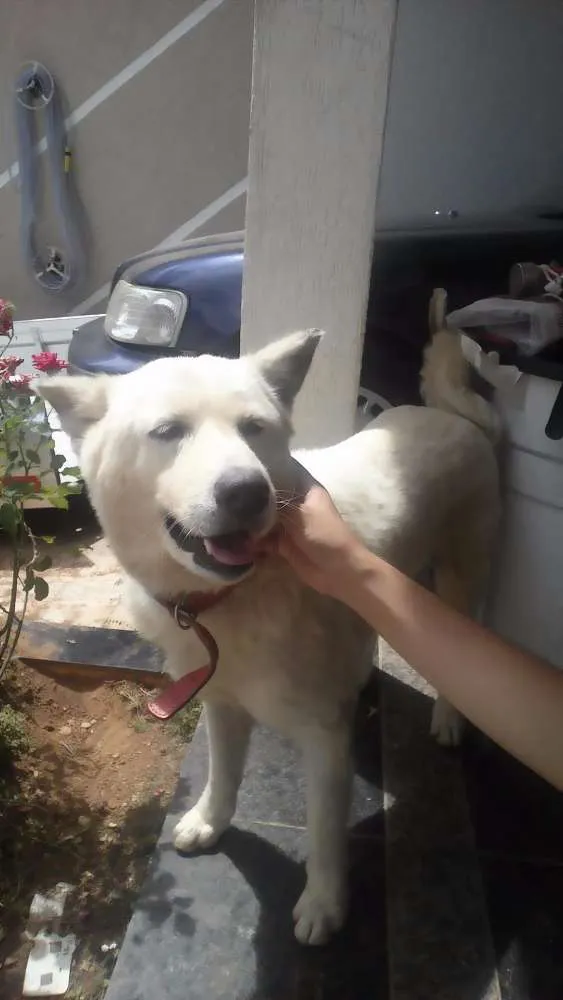 Cachorro ra a Akita Inu idade 6 ou mais anos nome Kira