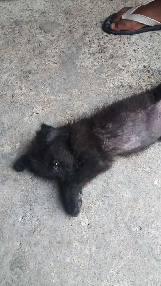Cachorro ra a Sem raça definida idade 2 a 6 meses nome Chaves