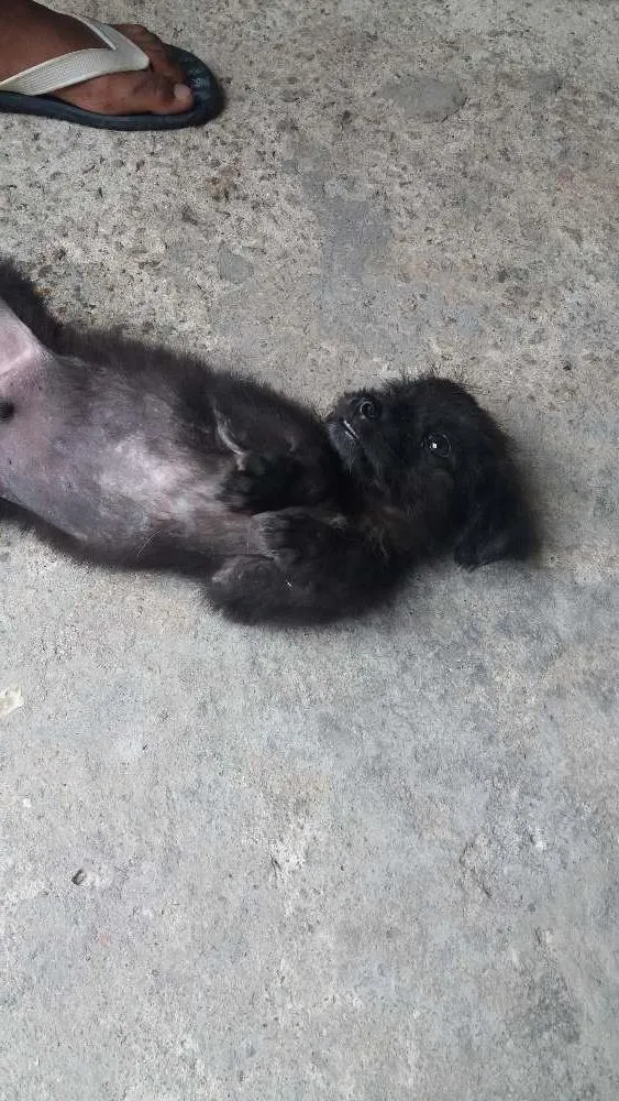 Cachorro ra a Sem raça definida idade 2 a 6 meses nome Chaves