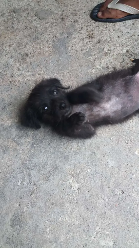 Cachorro ra a Sem raça definida idade 2 a 6 meses nome Chaves