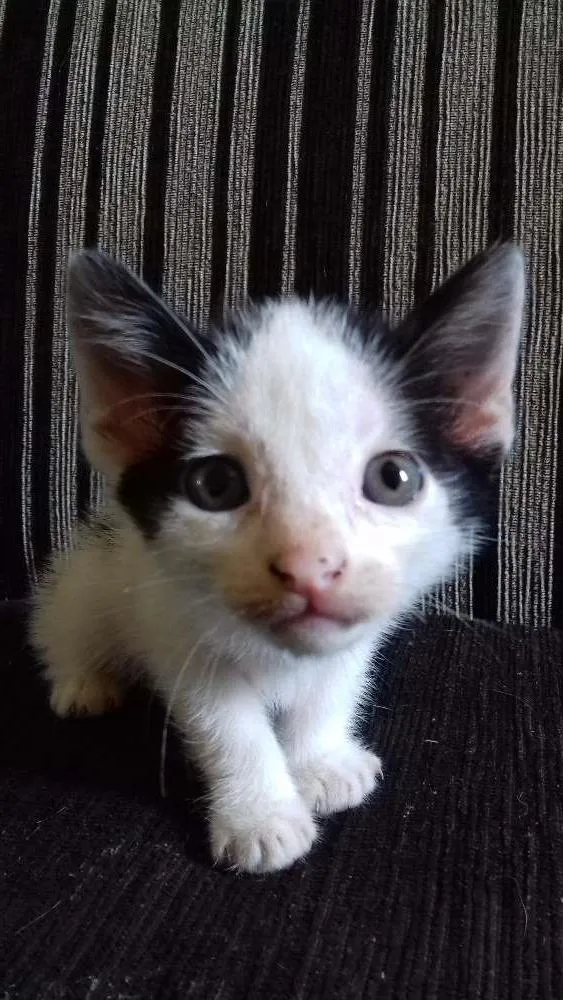 Gato ra a Vira lata idade Abaixo de 2 meses nome Lucy