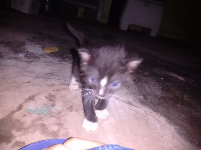 Gato ra a  idade Abaixo de 2 meses nome gatinho 