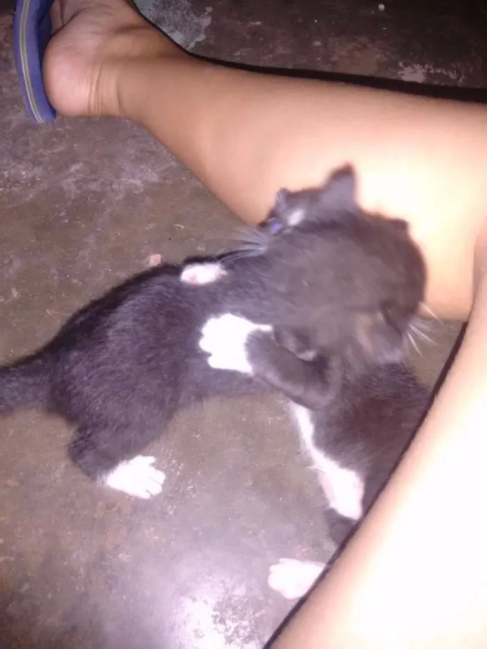 Gato ra a  idade Abaixo de 2 meses nome gatinho 