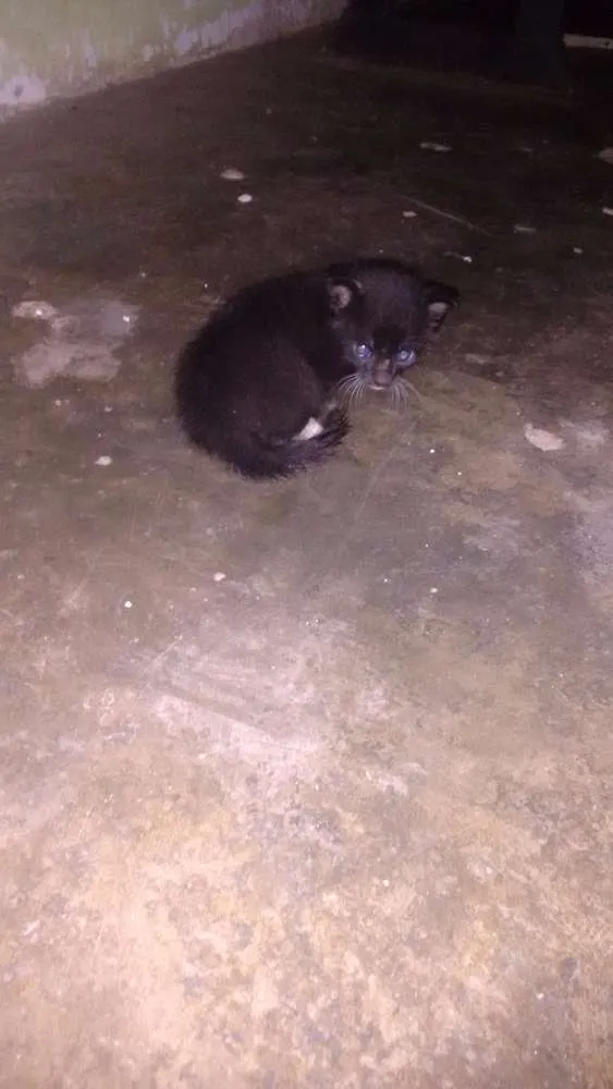 Gato ra a  idade Abaixo de 2 meses nome gatinho 