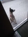 Nina