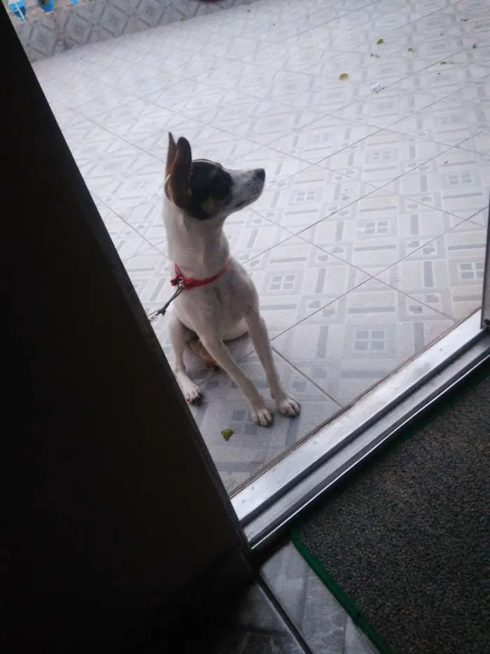 Cachorro ra a SRD idade 7 a 11 meses nome Nina
