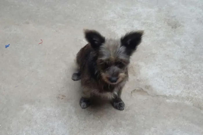 Cachorro ra a Srd idade 2 anos nome Duda