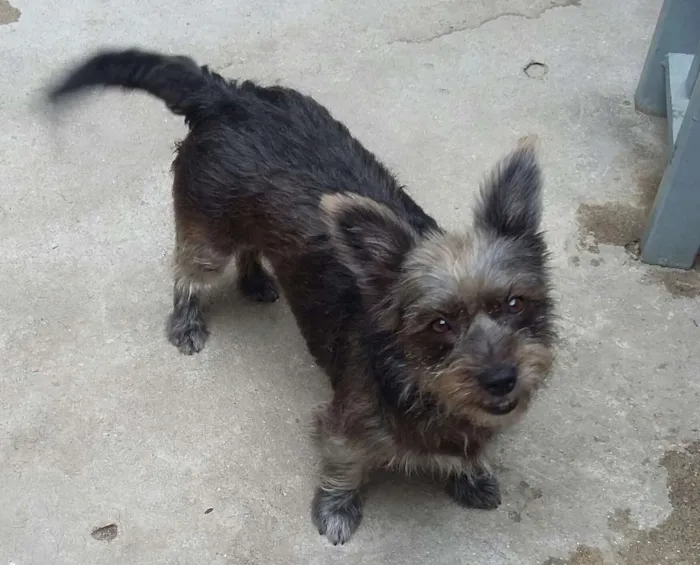 Cachorro ra a Srd idade 2 anos nome Duda